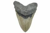 Serrated, Fossil Megalodon Tooth - North Carolina #275540-1